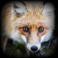 zdjecie w liście aktualnosci