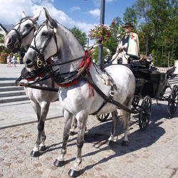 zdjecie w liście aktualnosci