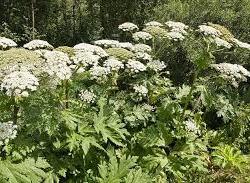 zdjecie w liście aktualnosci