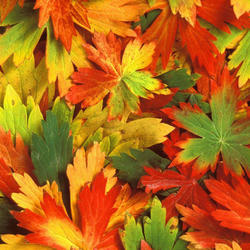 zdjecie w liście aktualnosci