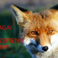 zdjecie w liście aktualnosci