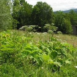 zdjecie w liście aktualnosci