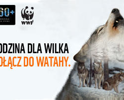 zdjecie w liście aktualnosci